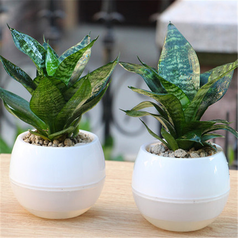 轩薇虎皮兰绿植盆栽客厅办公室懒人自吸