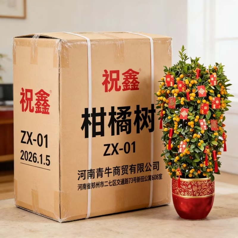 祝鑫 柑橘树 ZX-01 棵高清大图