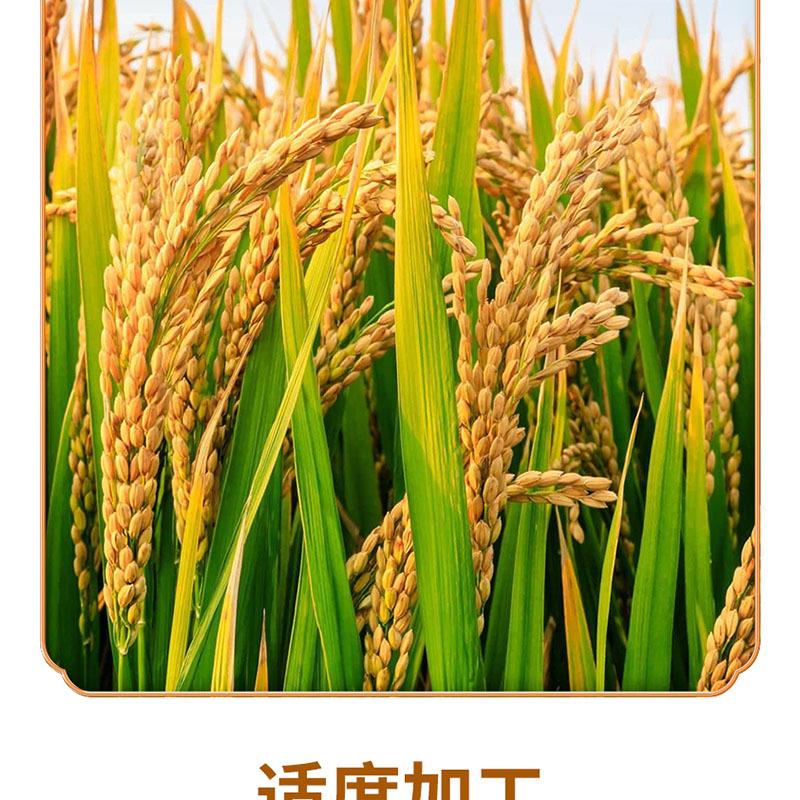 艾谷松江软香米5kg