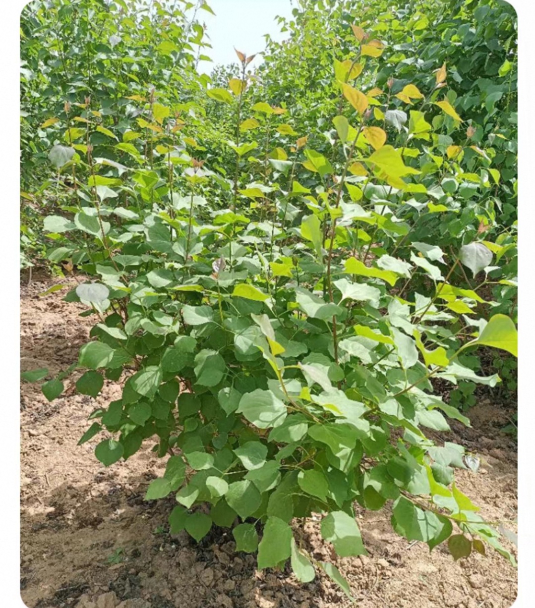 诚智旺 丁香苗 高1.2m 棵高清大图