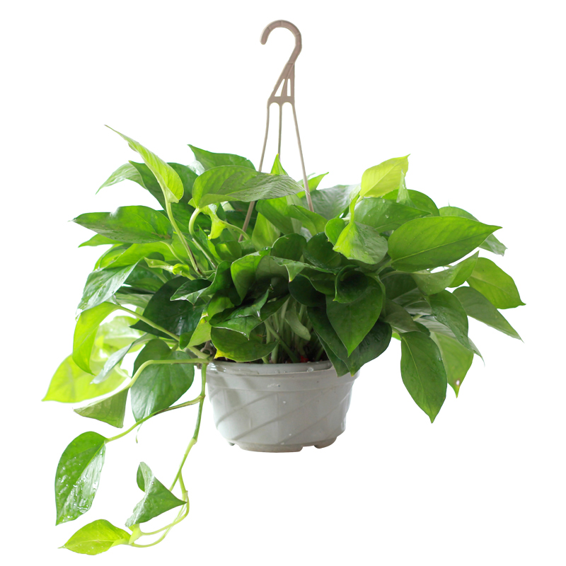 津沽园艺 绿萝盆栽 室内绿植办公室桌面盆栽 含盆 吊盆款 参数