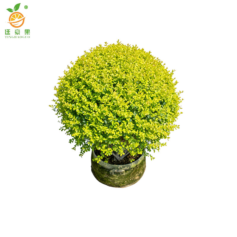 廷豪果 小叶女贞球 冠幅80cm /棵高清大图