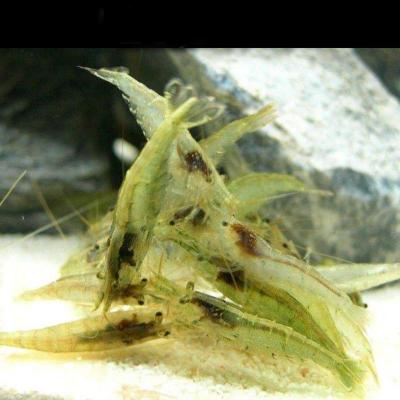 极火观赏虾活体水晶淡水清洁工具宠物米虾红蓝樱花除藻白玉琉璃虾黑壳