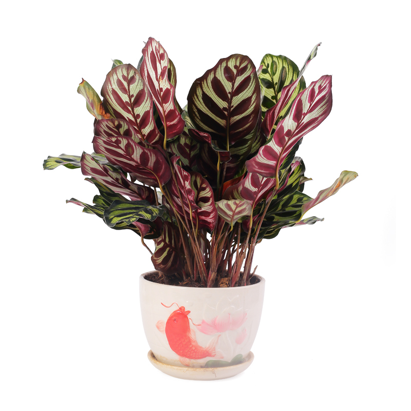 孔雀竹芋盆栽办公室内好养植物净化空气装饰盆景北欧客厅花卉绿植视频