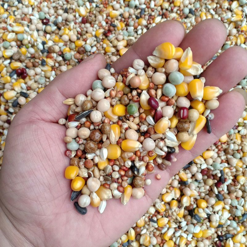 赛飞a级高能量玉米鸽子饲料营养赛鸽专用信鸽粮鸽子用品鸽粮鸽料赛飞