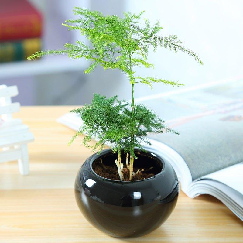 迷你小文竹带盆栽好办公室盆栽迷你小文竹小型盆景苗绿植默认白盆