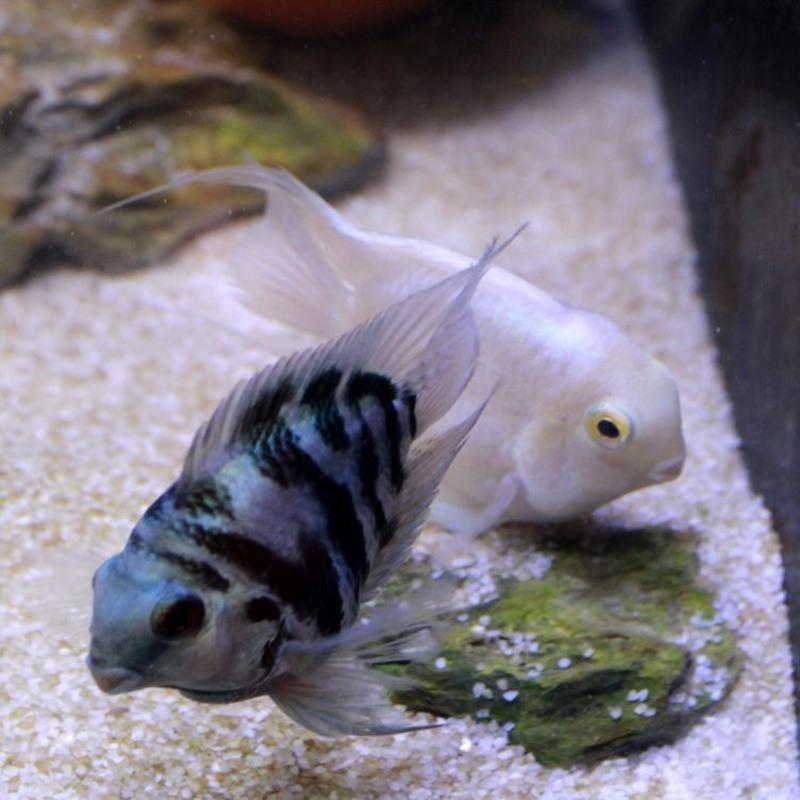 迷你鹦鹉鱼活鱼热带鱼种鱼一对可繁殖鱼苗躲避屋宝蓝白金活体宠物迷你