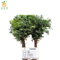 廷豪果 草花（紫穗槐）1.2米 /棵