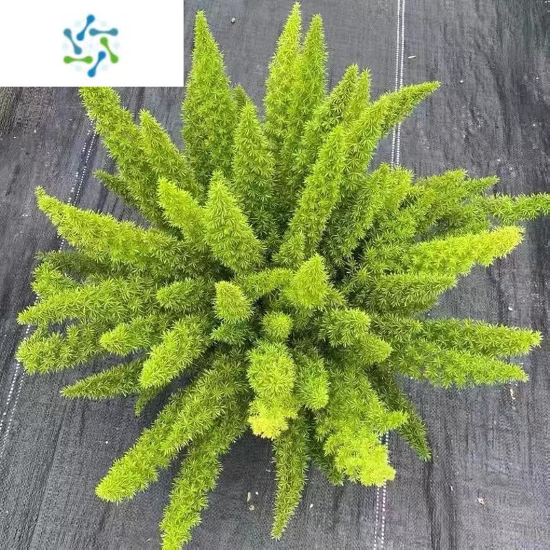 三维工匠狐尾天门冬盆栽小苗庭院阳台花卉植物四季常青趣味绿植九尾狐好养报价 参数 图片 视频 怎么样 问答 苏宁易购