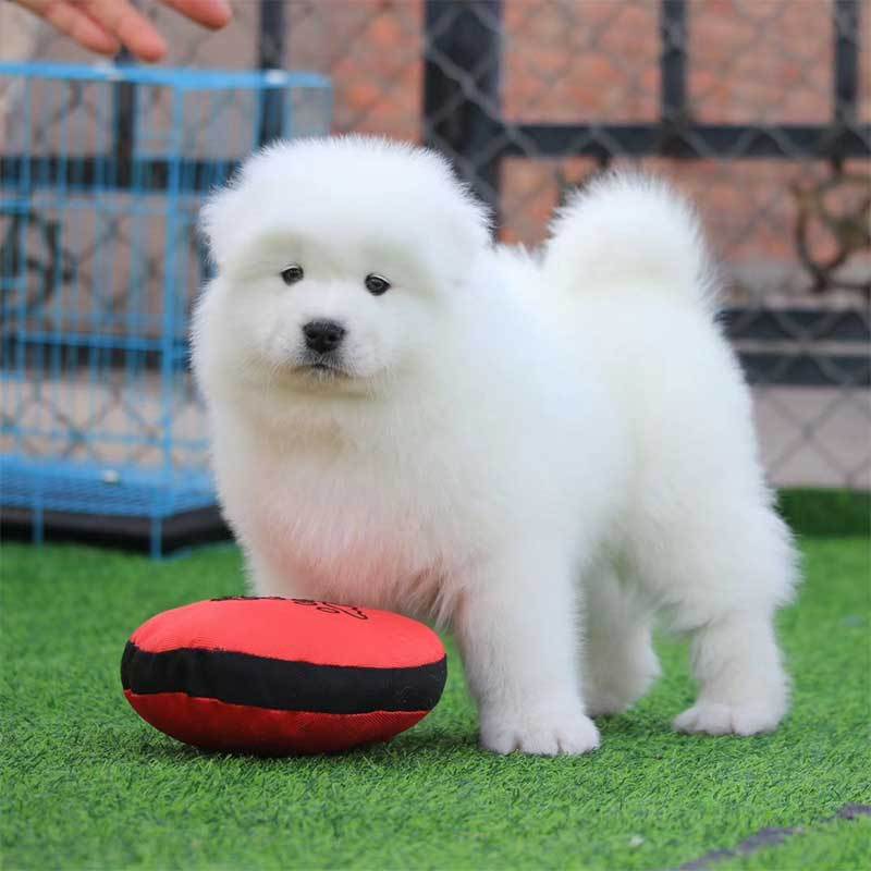 多多名宠 萨摩耶犬 萨摩耶 微笑天使 狗狗