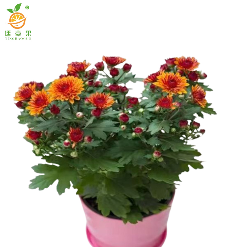 廷豪果 干头菊 高30cm /盆高清大图