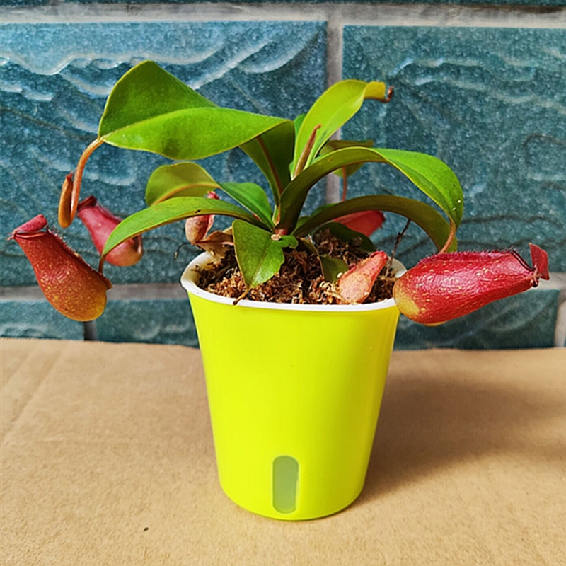 猪笼草植物盆栽垂吊食虫草捕蝇草吊兰驱蚊绿植创意送礼趣味花卉古达绿植报价 参数 图片 视频 怎么样 问答 苏宁易购