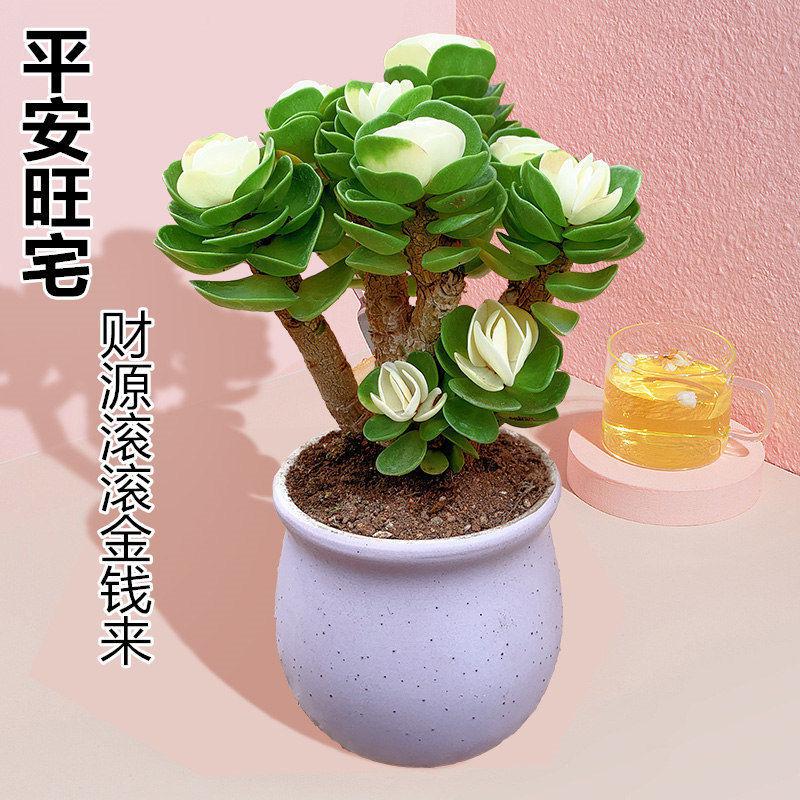 387 盆栽 盆栽鉢 植木鉢 和鉢 碧翠 Yahoo!オークション -「碧翠