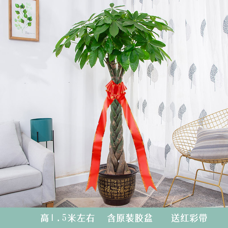 辫子发财树盆栽独杆大发财树步步高发财树幸福树大型绿植招财进宝