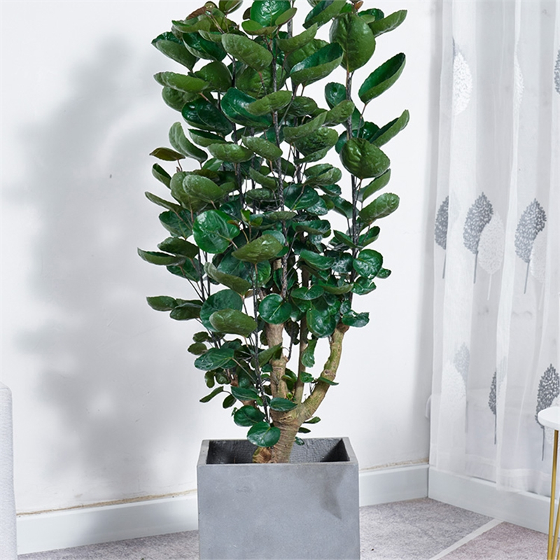 花知趣金钱兜大盆栽圆叶钱多多盆景客厅办公室中大型送礼植物室内绿植