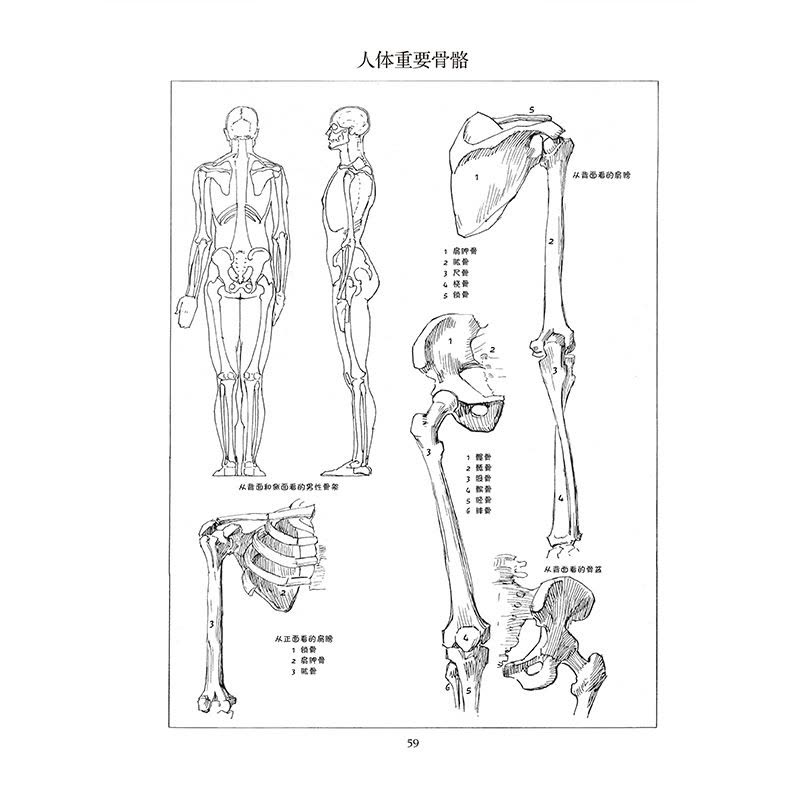 [醉染正版]路米斯经典美术课人体素描安德鲁路米斯西方经典美术技法译丛大师的西方人体骨骼肌肉静物写生素描绘画美术艺术书图片
