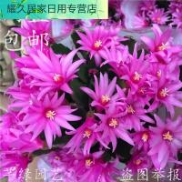 蟹爪兰盆栽 仙指兰办公室栽好阳台花卉绿植带花苞四季开花多肉肉