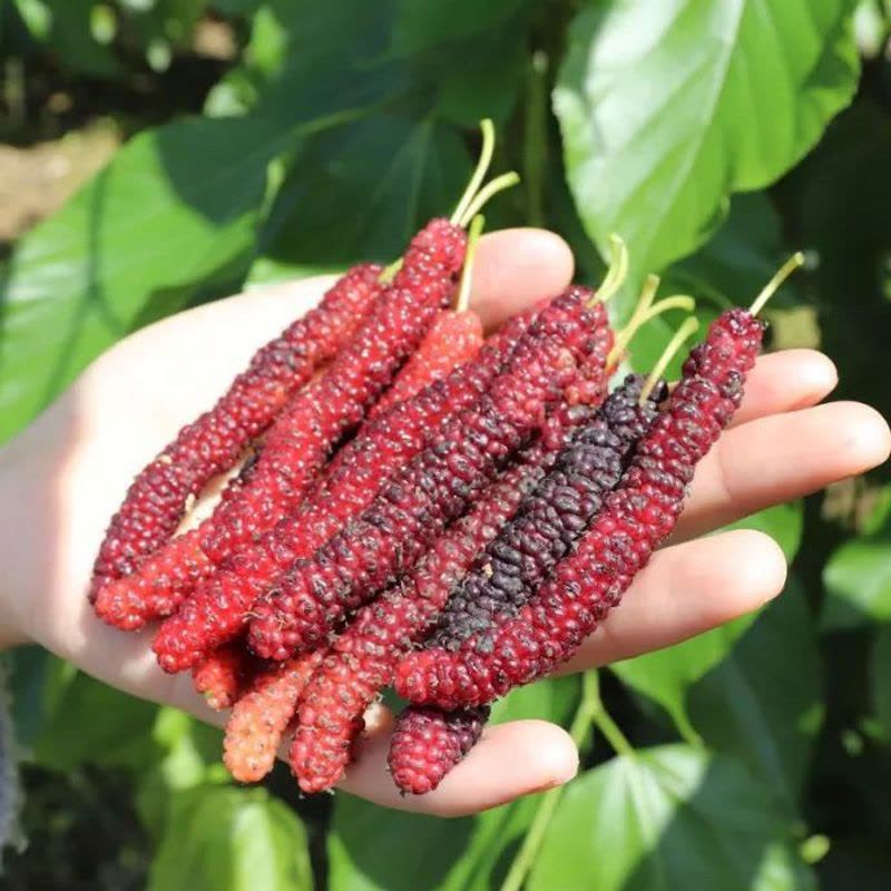 ライチ取木苗木(大) レイシ 台湾玉荷苞 改良品種プリンセスの笑顔