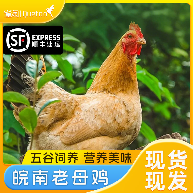 雀淘 正宗皖南黄油老母鸡2-2.3斤/只 2只装 新鲜现杀 整鸡净膛冷冻竹林慢养鸡走地鸡