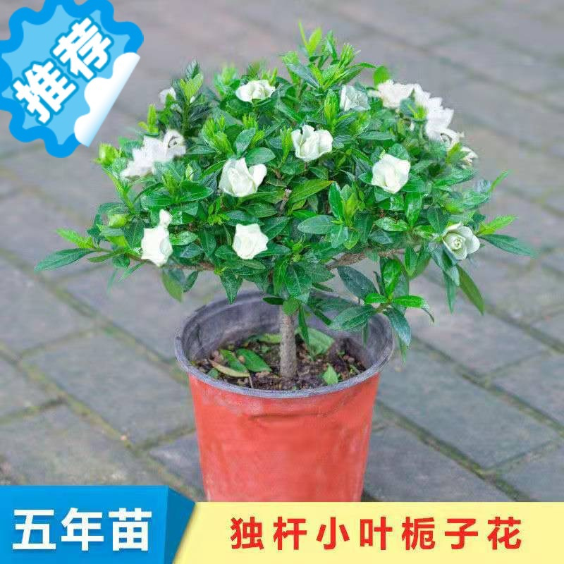 三维工匠园艺用品三维工匠栀子花盆栽带花苞大棵家居浓香四季开花室内外阳台好养常年开花花卉 价格图片品牌报价 苏宁易购梦舟生活家居专营店