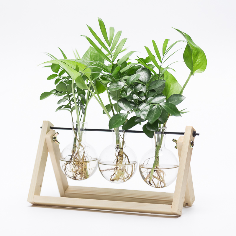 回固创意水培植物绿萝办公室内桌面小清新绿植盆栽花卉玻璃瓶水培摆件