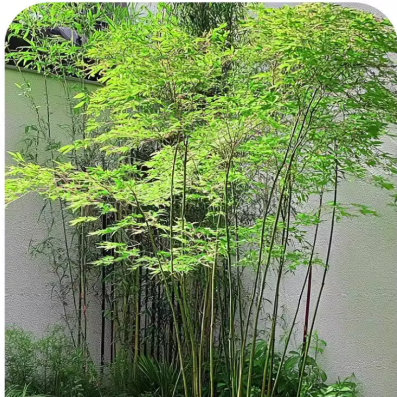 诚智旺 观赏竹子 2cm粗/棵高清大图