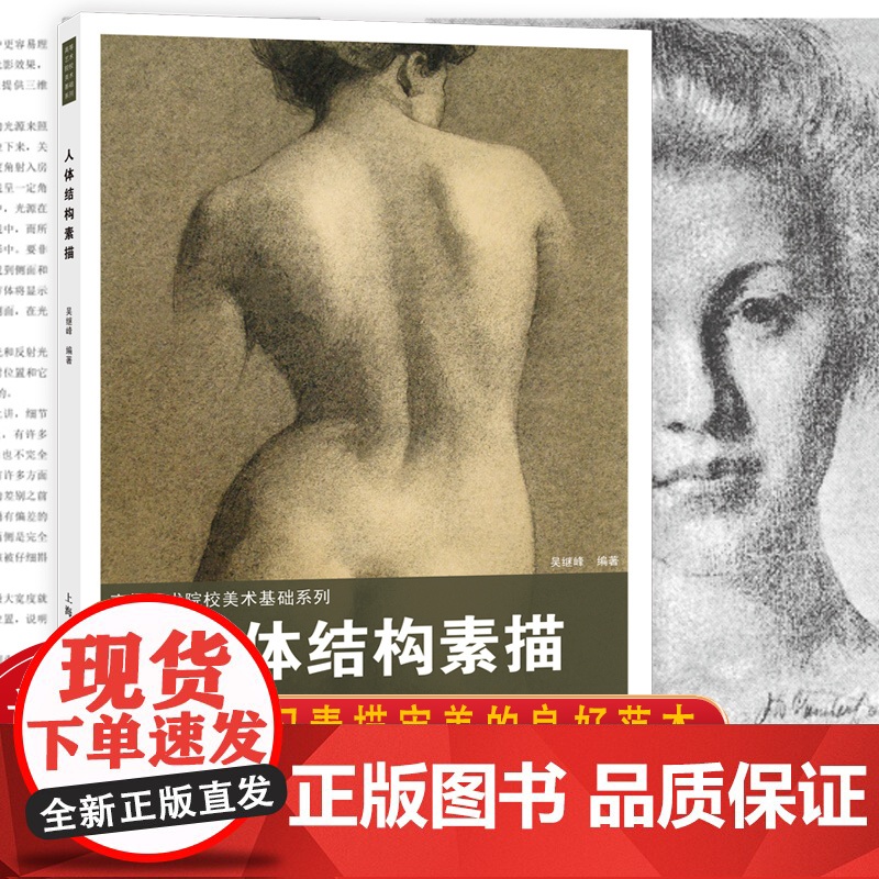 人体结构素描 高等艺术院校美术基础系列 根据范德普尔的素描改编 人体素描绘画教学研究人体结构和学习素描审美的良好范本高清大图