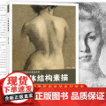 人体结构素描 高等艺术院校美术基础系列 根据范德普尔的素描改编 人体素描绘画教学研究人体结构和学习素描审美的良好范本