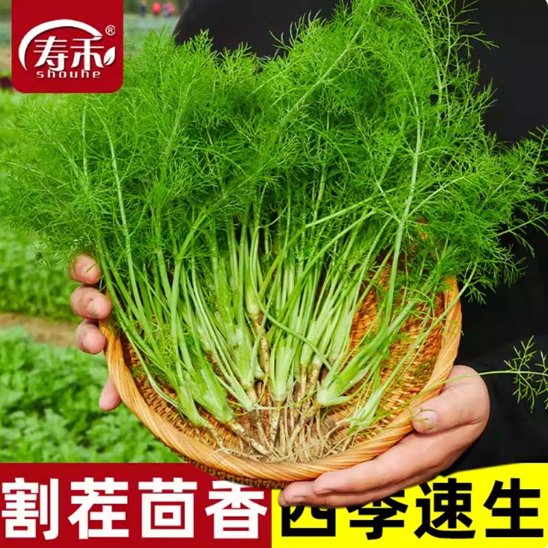 小茴香 割荏茴香种20g/袋高清大图