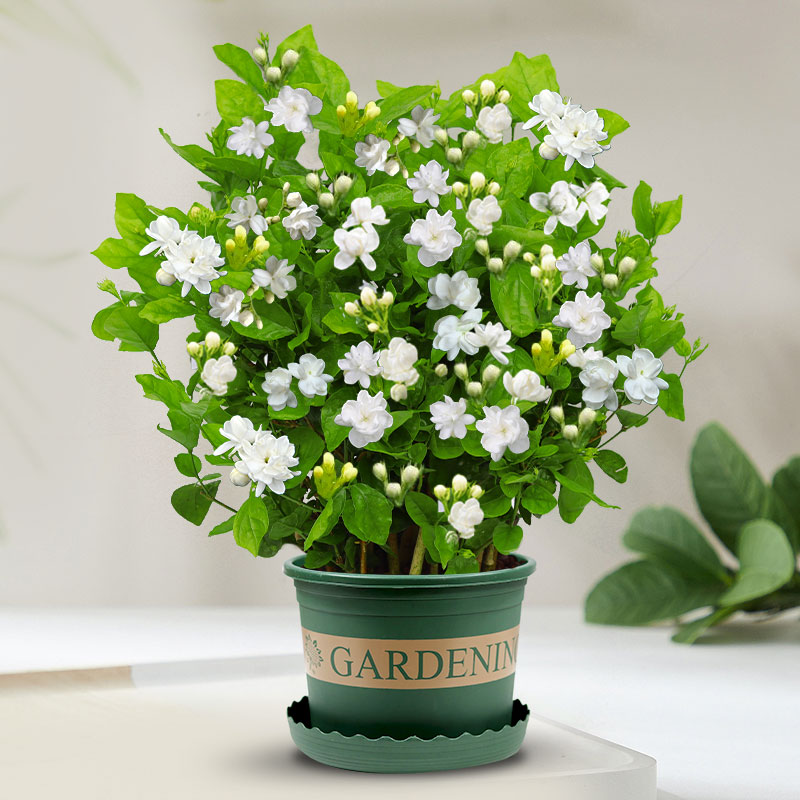 茉莉花苗盆栽带花苞九里香老桩驱蚊花卉植物室内浓香四季开花物内 含盆 带花苞发货茉莉花6年苗10棵加仑盆+肥料