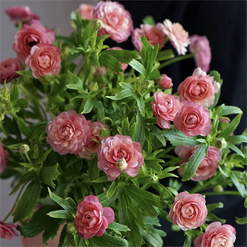 重瓣蝴蝶洋牡丹鲜花古达鲜切花家用水养插花