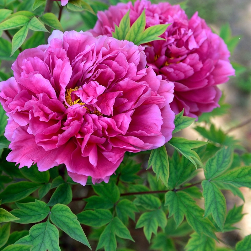 牡丹花苗盆栽大苗洛阳带花苞牡丹花弹痕种缠枝重瓣花卉牡丹花树苗