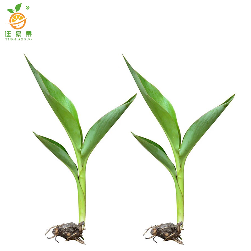 廷豪果 美人蕉 带盆 /盆高清大图