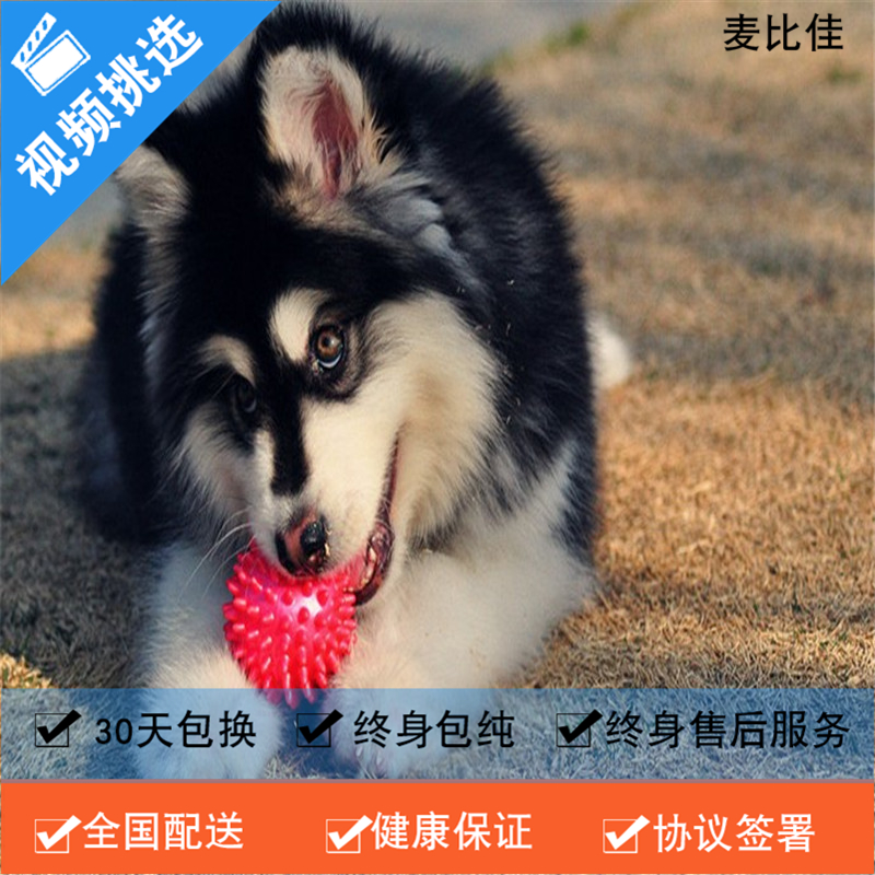 麦比佳 纯种巨型阿拉斯加幼犬活体宠物 熊版十字脸阿拉斯加雪橇犬 双血统烟灰色桃脸阿拉斯加幼崽 巨大型雪橇犬阿拉斯加犬22高清大图