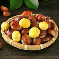 【中华特色馆】菏泽馆葵哥新鲜毛板栗500g 个大去皮 华东