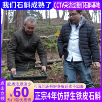 霍山铁皮石斛鲜条4年仿野生生石斛250g 新鲜仿野生铁皮枫斗非乐清雁荡山同仁堂石斛枫斗买3送1