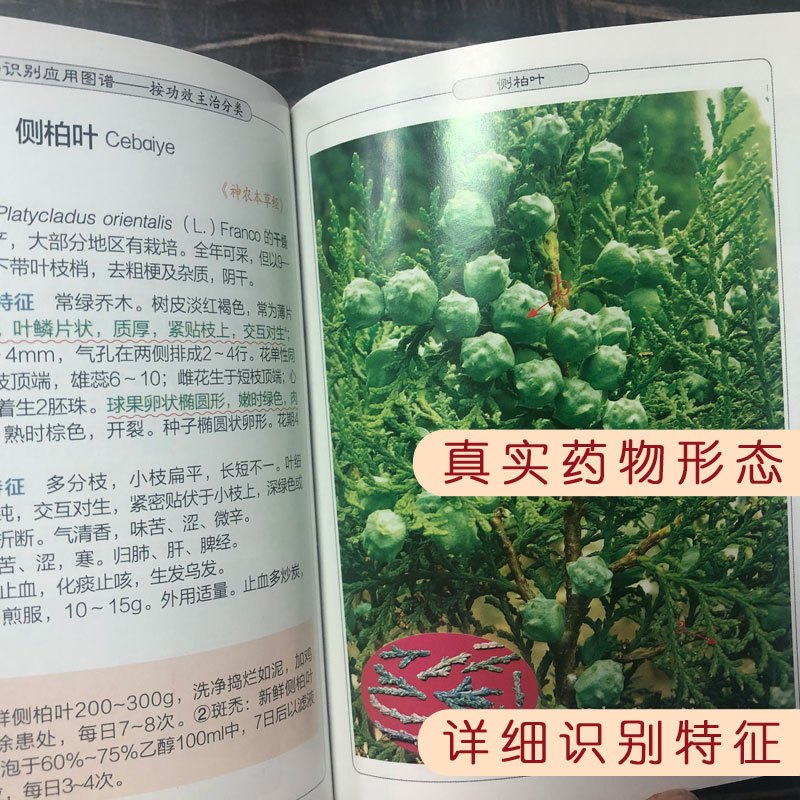 [正版]全新 全五册常用中药材识别应用图中草药识别应用图谱 精致中草药工具丛书 中医中药学习 中药材中草药鉴别辨别中医
