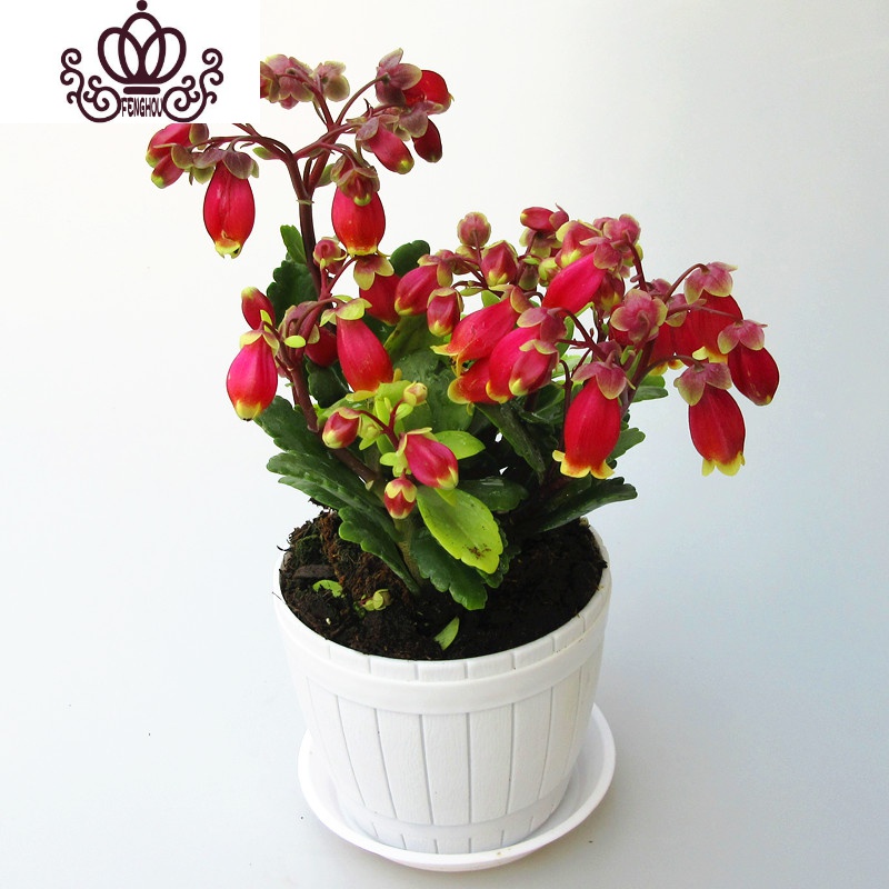 封后宫灯长寿花盆栽花苗期长多年垂吊花卉观花植物室内花阳台四季开花粉色爱恋不含盆图片 高清实拍大图 苏宁易购