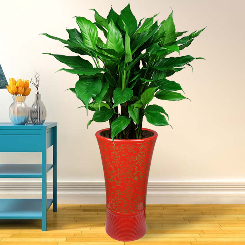 30cm万年青10颗白色塑料盆不含盆万年青绿植盆栽常青植物室内大型家庭