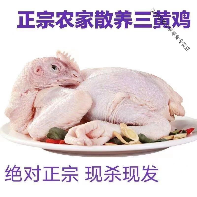 散养三黄鸡批发白条鸡农家老母鸡现宰活杀土鸡笨柴鸡 一只装[1000g/只]大号孕妇熬汤