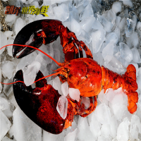 凯洋世界海鲜 加拿大 M号百年龙虾