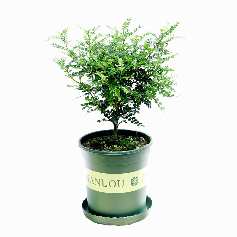 [驱蚊虫]清香木盆栽室内花卉植物净化空气除甲醛绿植提神胡椒木