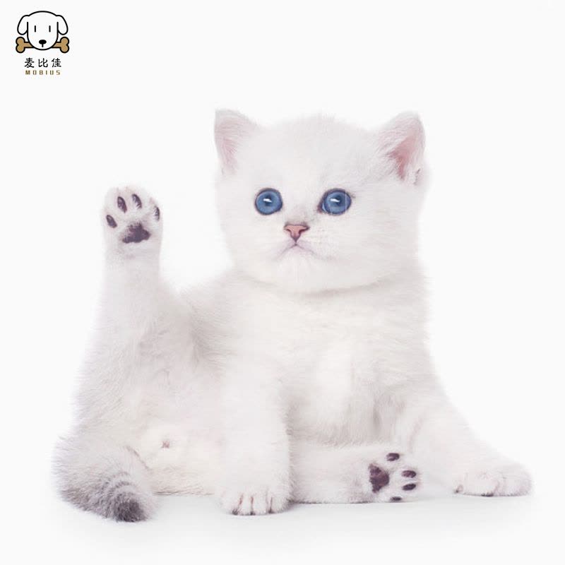 麦比佳 银渐层猫 纯种银渐层猫咪活体出售 双血统级英短毛猫银渐层金渐层幼猫活物 蓝眼睛 银点猫 白色宠物猫 公母视频挑选图片