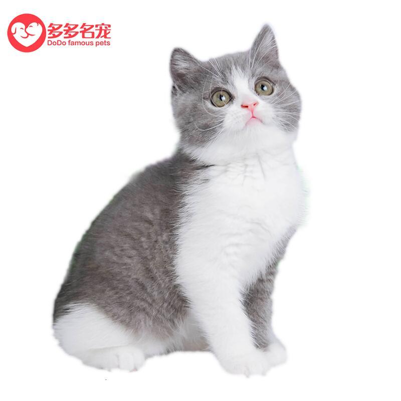 多多名宠猫咪蓝猫幼崽英国短毛猫蓝猫猫咪英短蓝猫 价格图片品牌报价 苏宁易购多多名宠旗舰店
