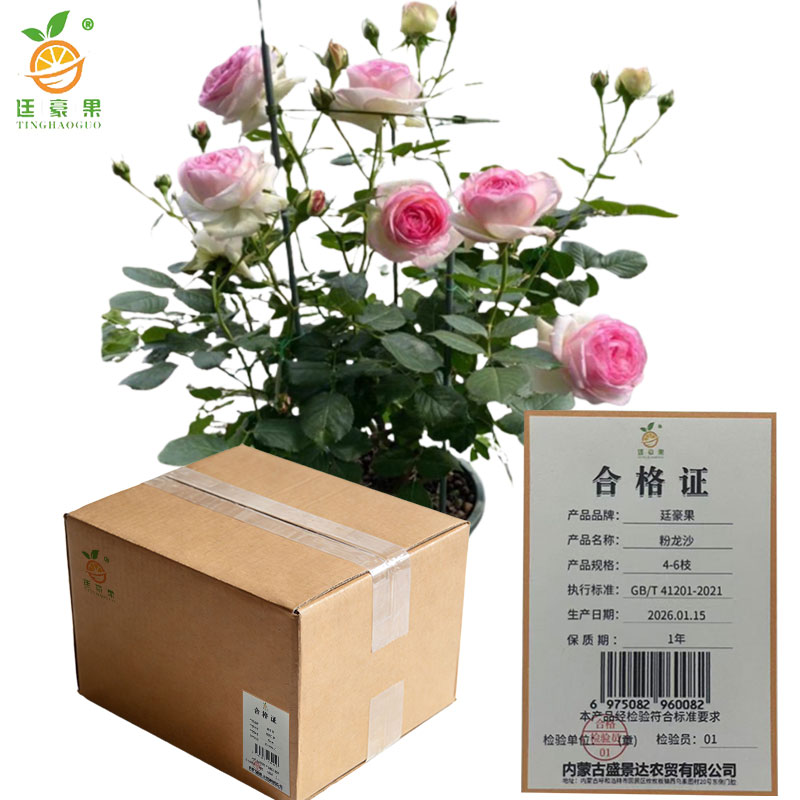 廷豪果 粉龙沙 4-6枝 /盆高清大图