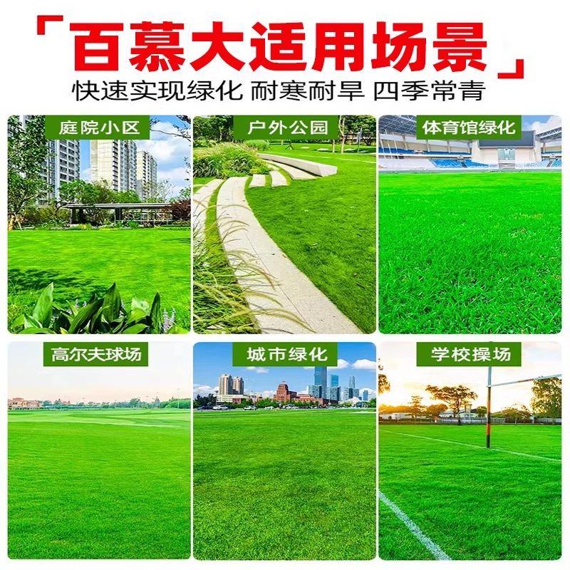 诚智旺 矮生百慕大草籽 净籽/千克高清大图