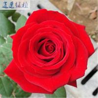 新春特价当年开花玫瑰花苗绿植盆栽花卉赛蔷薇花苗玫瑰月季6.8元一颗进口法进口法国大红不含盆