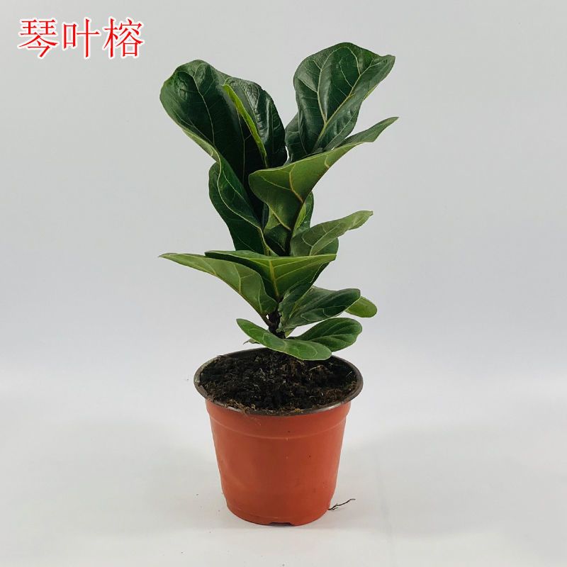 琴叶榕盆栽植物四季常青大叶植物花卉小盆栽琴叶榕室内办公室绿植 90#琴叶榕1盆(培育盆发货)