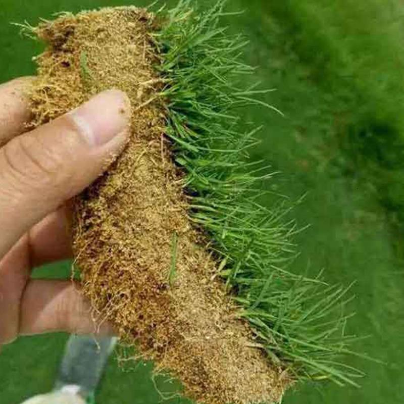 季常青庭院绿化皮马尼拉籽护坡固土种籽子四季青大面积混播型草籽参数