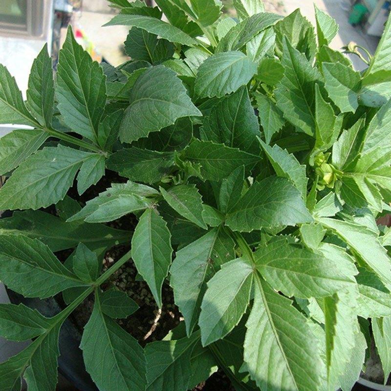 [大丽花混色种子500粒+2包肥套餐]混色大丽花种子小丽花种子混色多年生观赏花卉花籽盆栽易种生活日用园艺用品